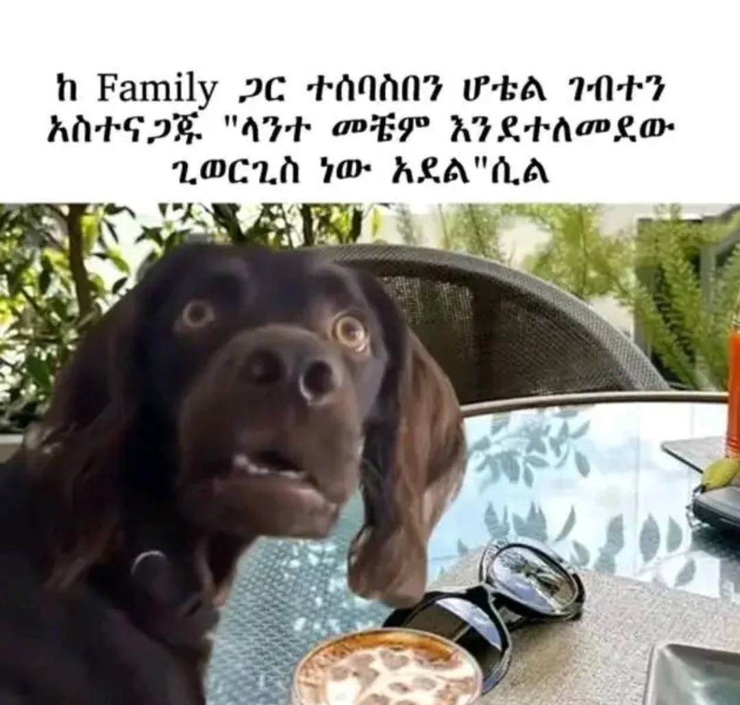 a dog is sitting at a table with a cup of coffee